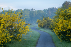 Holtingerveld